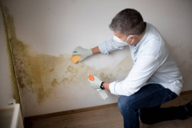 Best Mold Damage Restoration  in Reeds Spring, MO