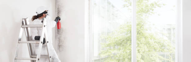 Trusted Reeds Spring, MO Mold Removal Experts